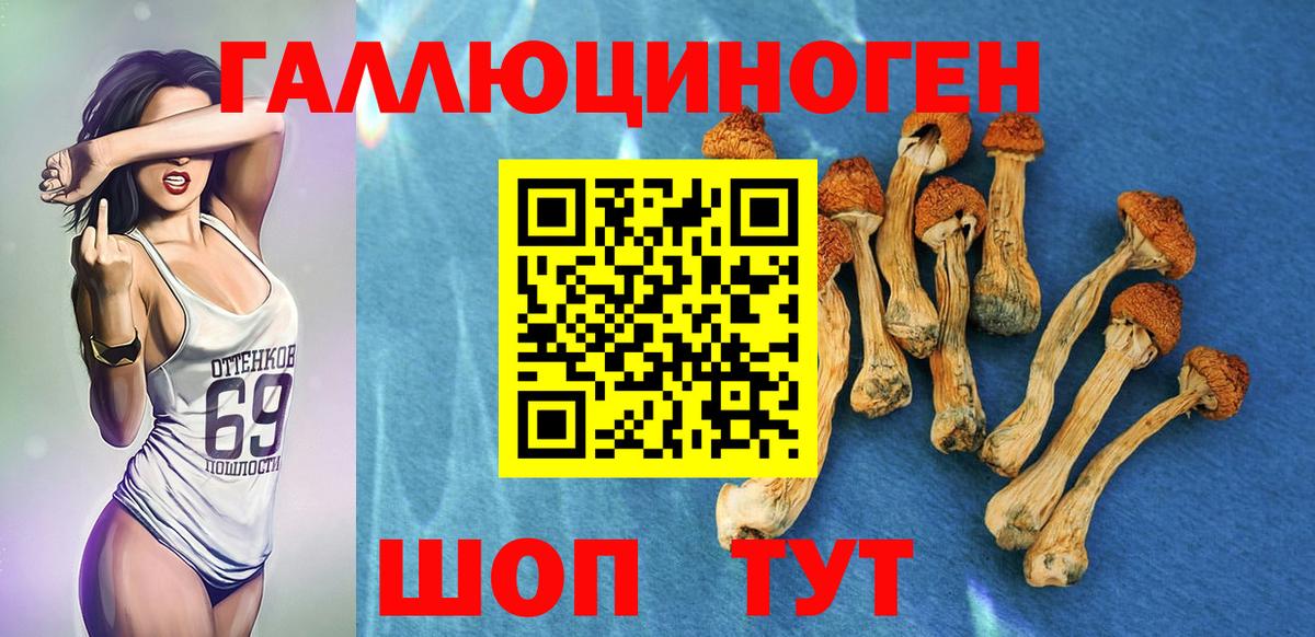 Псилоцибиновые грибы Psilocybine cubensis Вятские Поляны